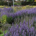 Agastache hybridné 'BLAC ADDLER', kont. 1l