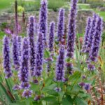 Agastache hybridné 'BLAC ADDLER', kont. 1l