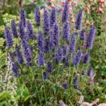 Agastache hybridné 'BLAC ADDLER', kont. 1l