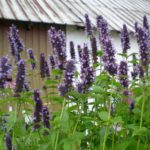 Agastache hybridné 'BLAC ADDLER', kont. 1l