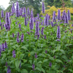 Agastache hybridné 'BLAC ADDLER', kont. 1l