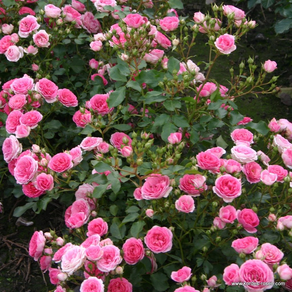 Ruža pôdopokryvná ‘AMICA®‘, KORDES, kont. 2 l