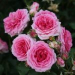 Ruža pôdopokryvná ‘AMICA®‘, KORDES, kont. 2 l
