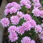 Trávnička juniperifolia ´Bevan´s Variety´