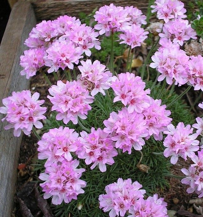 Trávnička juniperifolia ´Bevan´s Variety´