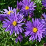 Astra krovinatá ´AZURIT´, kont. 1 l