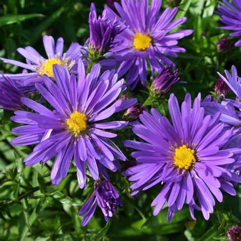 Astra krovinatá ´AZURIT´, kont. 1 l