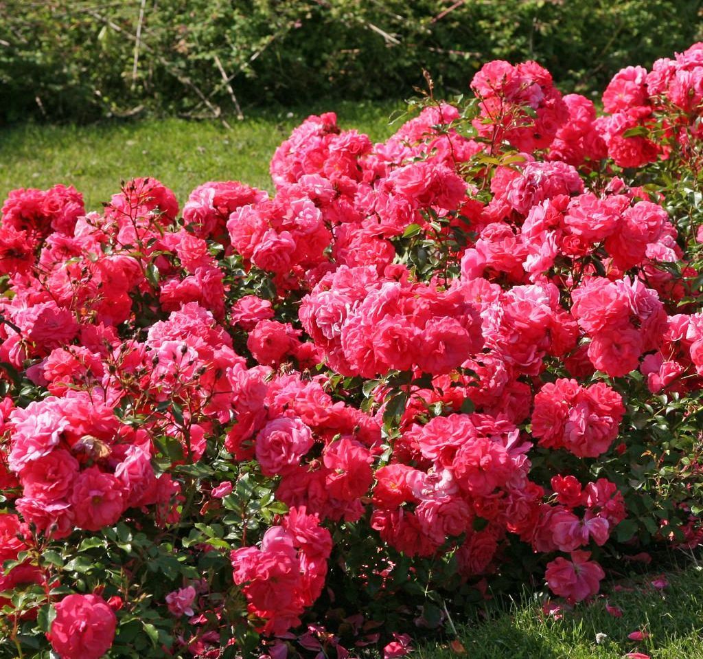 Ruža mnohokvetá ‘BAD BIRNBACH‘ KORDES, kont. 2l