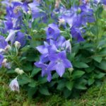 Balónovník veľkokvetý ´ASTRA BLUE´, kont. 1l