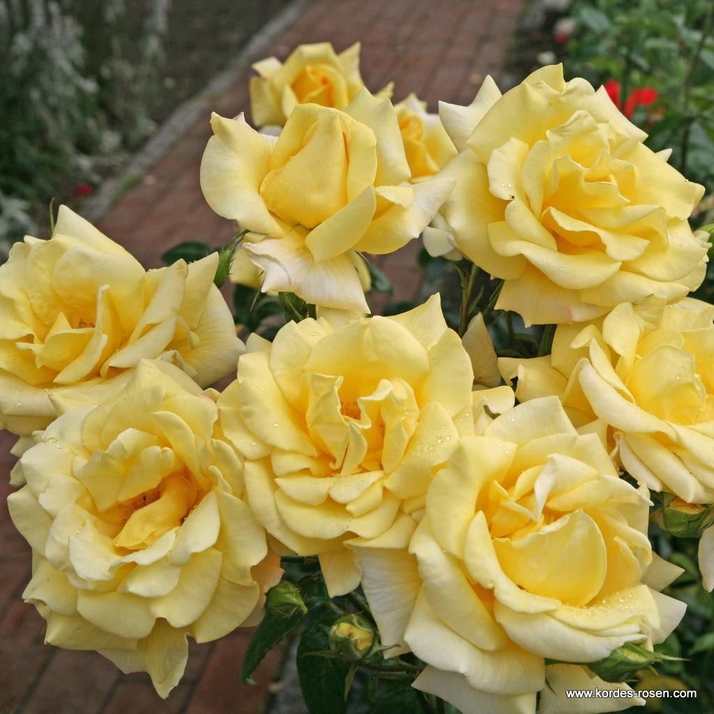 Ruža veľkokvetá ‘BEROLINA‘ KORDES, kont. 2l