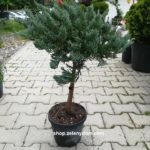 Borievka rozprestretá ´Blue Chip´, Juniperus horizontalis ´ Blue Chip ´, kont.5l , 60-70cm