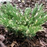 Borievka rozprestretá, Juniperus horizontalis ´Andorra Compacta´, kont.2l