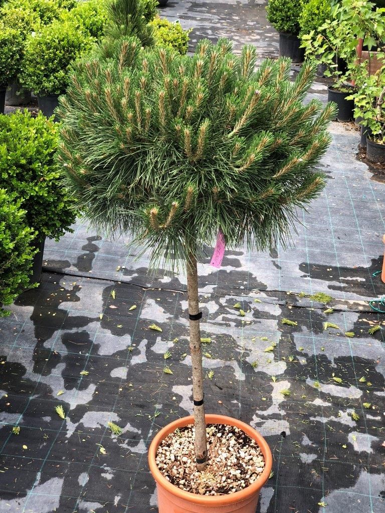 Borovica čierna ´Brepo Bambino´, Pinus nigra ´Brepo Bambiono´, črepník 18l NA KMIENKU