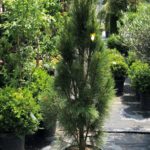 Borovica čierna, Pinus nigra ´Fastigiata´ (austriaca), črepník 30l