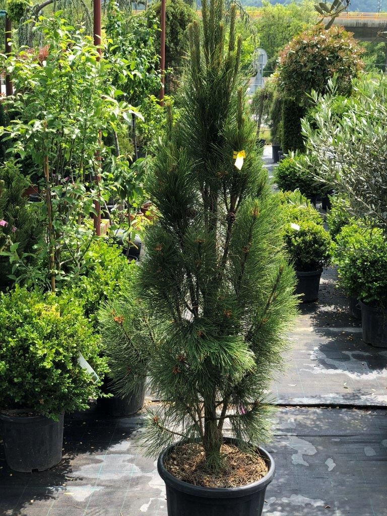 Borovica čierna, Pinus nigra ´Fastigiata´ (austriaca), črepník 30l