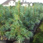 Borovica hladká 'TORULOSA', 20-30cm, kont. 3 l