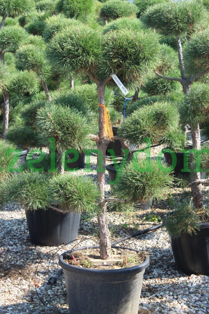 Borovica lesná, Pinus Sylvestris, kont.50l, Bonsai