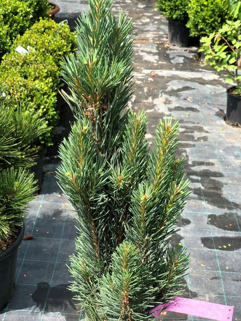 Borovica lesná ´Watereri Fastigiata´, Pinus sylvestris ´Watereri Fastigiata´, črepník 9l