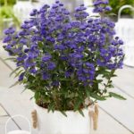 Bradavec klandonský ´GRAND BLUE´, 30-40cm, kont. 2l