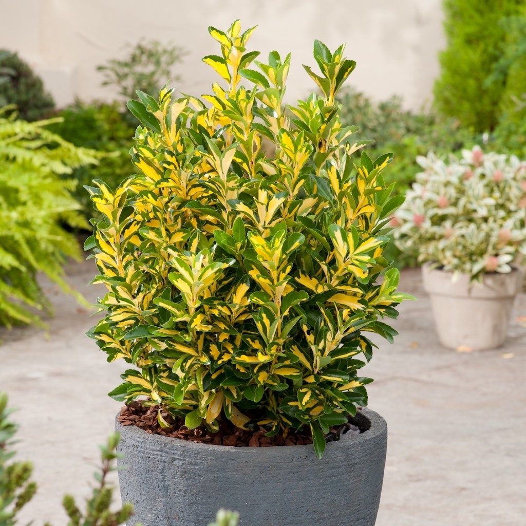 Bršlen japonský ´Livorense´, Euonymus japonicus ´Livorense´, kont. 10l