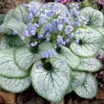 Brunera veľkolistá 'SILVER HEART', kont.1l