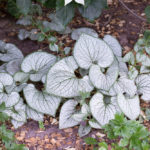 Brunera veľkolistá 'SILVER HEART', kont.1l