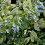 Brunera veľkolistá 'SILVER HEART', kont.1l