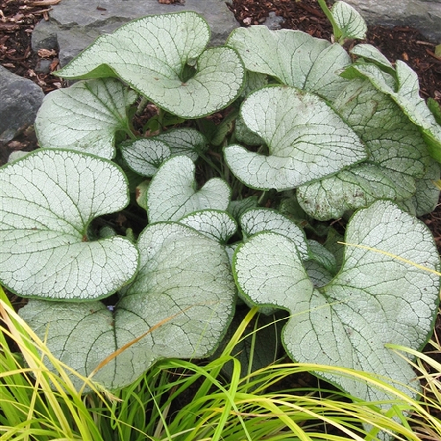 Brunera veľkolistá 'SILVER HEART', kont.1l