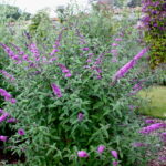 Budleja davidova BORDER BEAUTY, 80-100 cm, kont. 5l