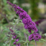 Budleja davidova BORDER BEAUTY, 80-100 cm, kont. 5l