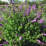 Budleja davidova BORDER BEAUTY, 80-100 cm, kont. 5l
