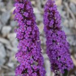 Budleja davidova BORDER BEAUTY, 80-100 cm, kont. 5l