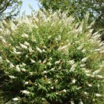 Budleja davidova 'WHITE PROFUSION' 80-100 cm, kont. 5 l