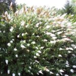 Budleja davidova 'WHITE PROFUSION' 80-100 cm, kont. 5 l