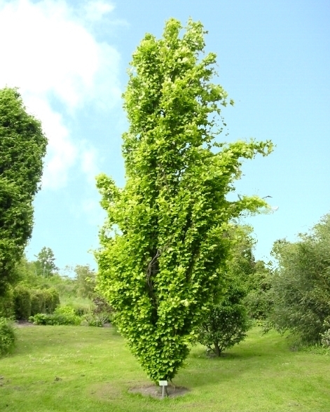 Buk lesný ´DAWYCK GOLD´, 250-300cm, kont. 40L