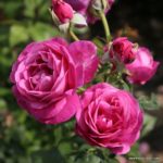 CARMEN WÜRTH™, ruža mnohokvetá , kont. 2l