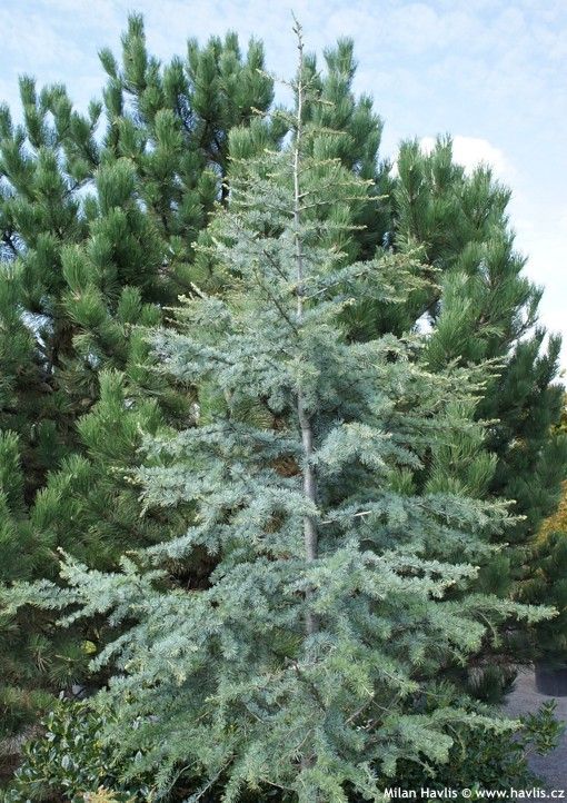 Céder himalájsky, Cedrus deodara ´Robusta Glauca´, kvetináč 10l