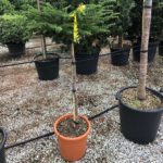 Céder libanonský na 1/2 kmeni, kont. 15l