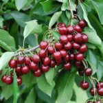 Čerešňa stĺpovitá 'SYLVIA', podpník Gisela 5, kont. 18l