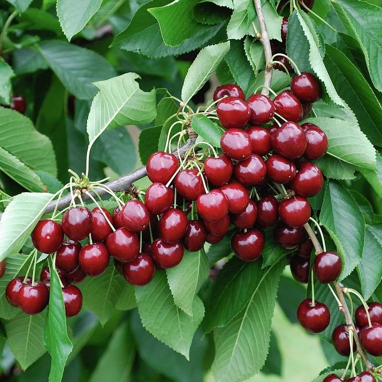 Čerešňa stĺpovitá 'SYLVIA', podpník Gisela 5, kont. 18l