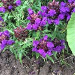 Černohlávok 'BELLA VIOLET BLUE', kont. 0,5l
