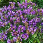 Černohlávok 'BELLA VIOLET BLUE', kont. 0,5l