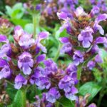 Černohlávok 'BELLA VIOLET BLUE', kont. 0,5l