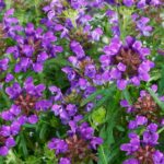 Černohlávok 'BELLA VIOLET BLUE', kont. 0,5l