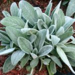 Čistec vlnatý - Stachys byzantina, kont. 0,5l