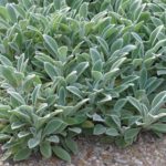 Čistec vlnatý - Stachys byzantina, kont. 0,5l