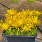 Delosperma ´GOLDEN NUGGET´, kont. 0,5l