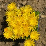 Delosperma ´GOLDEN NUGGET´, kont. 0,5l