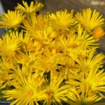 Delosperma ´GOLDEN NUGGET´, kont. 0,5l
