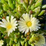Delosperma ´WHITE NUGGET´, kont. 0,5l